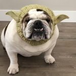 yoda halloween bulldog hat