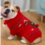 christmas english bulldog sweater