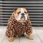 leopard english bulldog coat
