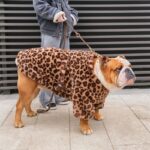 leopard english bulldog coat