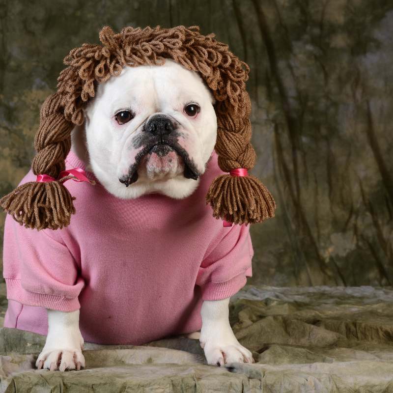 english bulldog sweaters