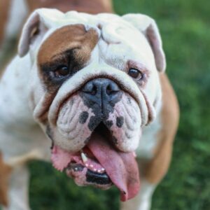 dry eye in bulldogs english bulldog shop