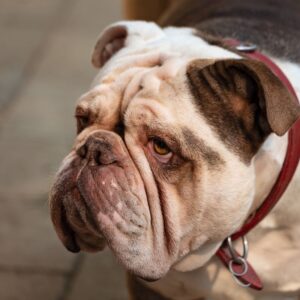 english bulldog nose surgery english bulldog shop