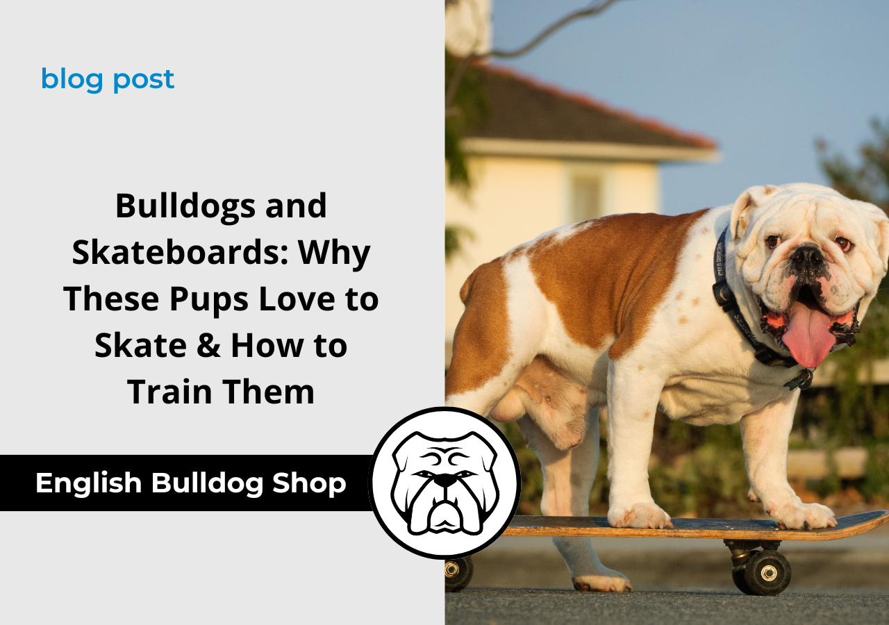 bulldogs and skateboards english bulldog shop