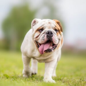 english bulldog drooling english bulldog shop (2)