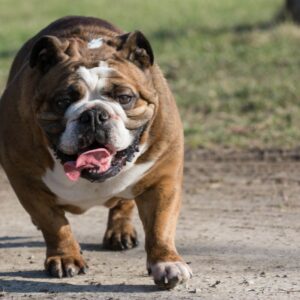 english bulldog drooling english bulldog shop