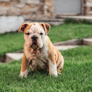 english bulldog limping english bulldog shop