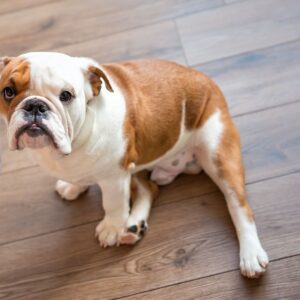 english bulldog limping english bulldog shop