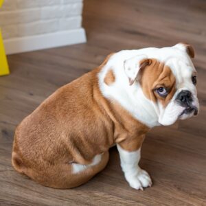 english bulldog limping english bulldog shop