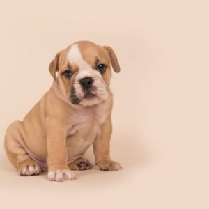 english bulldog limping english bulldog shop