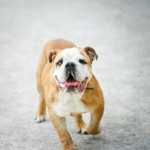 english bulldog limping english bulldog shop