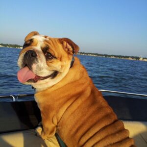 english bulldog pregnancy english bulldog shop