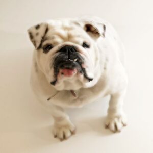english bulldog drooling english bulldog shop