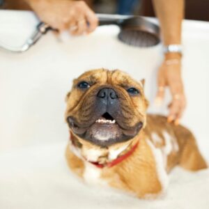 English bulldog care products
