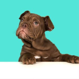 chocolate english bulldogs english bulldog shop