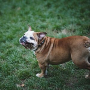 do english bulldogs bark a lot