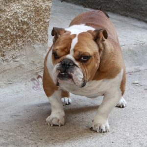 do english bulldogs bark a lot