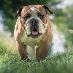 do english bulldogs bark a lot