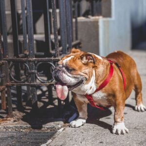 do english bulldogs bark a lot