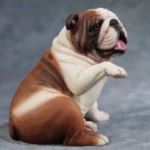 english bulldog paw statue