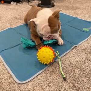 tug-of-war bulldog toy