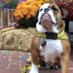 woof english bulldog collar