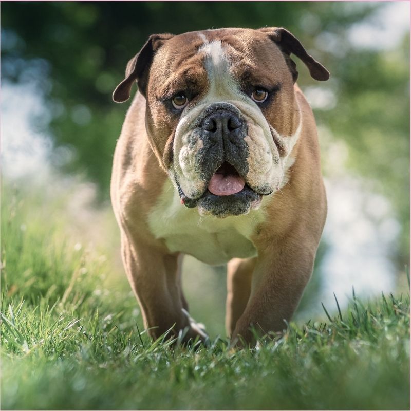 English Bulldog Potty Training