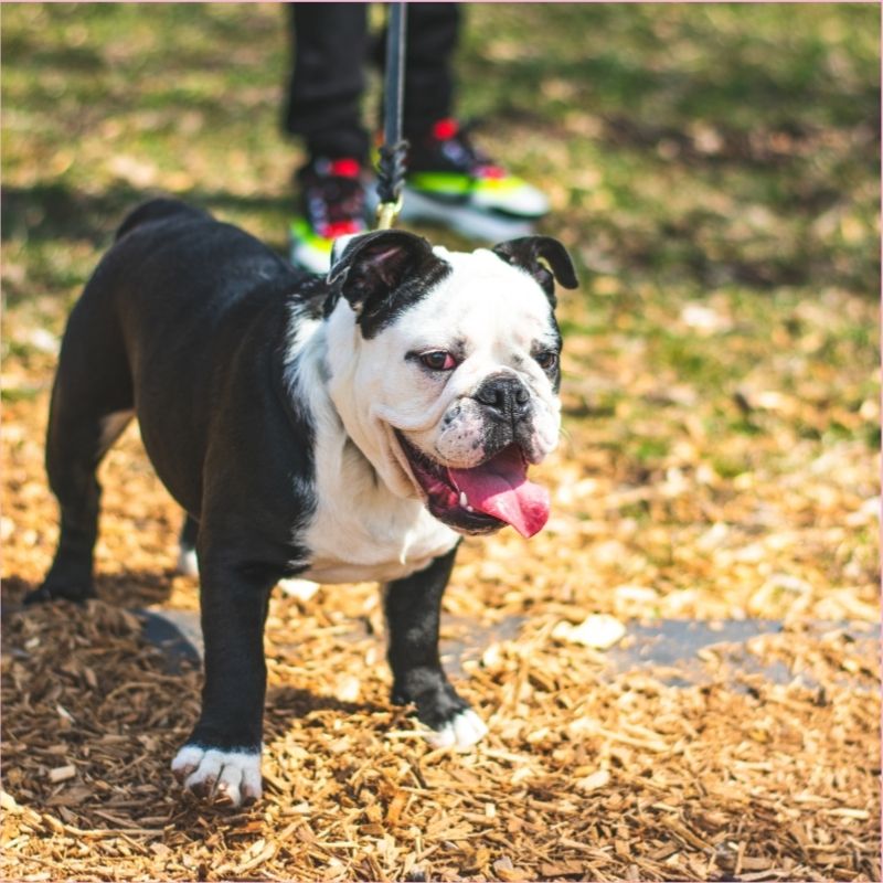 English Bulldog Potty Training