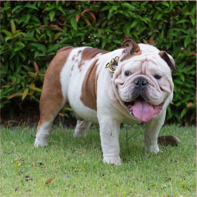English Bulldog Potty Training