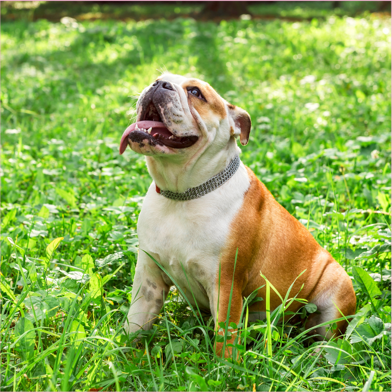 English Bulldog Potty Training