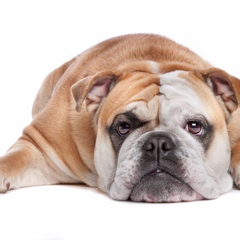 Bulldog Infected Wrinkles english bulldog shop
