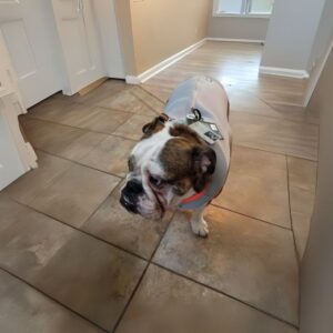 english bulldog cold vest