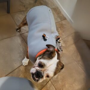 english bulldog cold vest