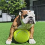 giant bulldog tennis ball
