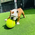 giant bulldog tennis ball