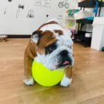 giant bulldog tennis ball