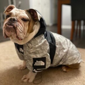 windproof english bulldog jacket