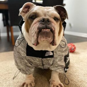 windproof english bulldog jacket
