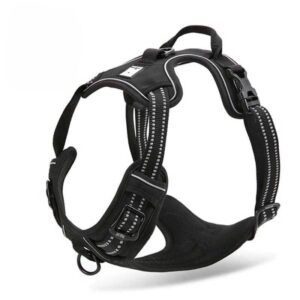 breathable padded english bulldog harness