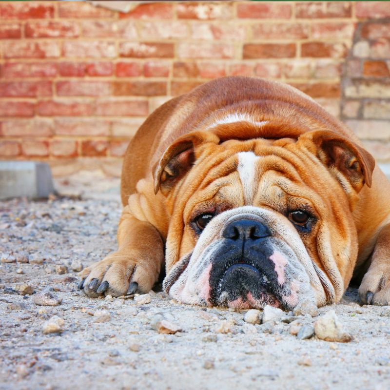 english bulldog nose rope english bulldog shop