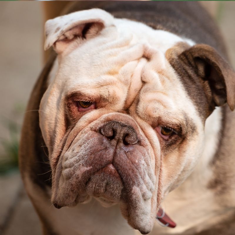 english bulldog nose rope english bulldog shop