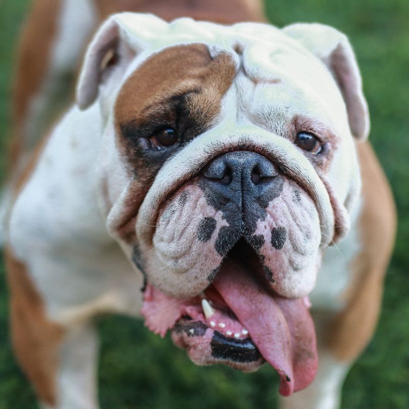 english bulldog nose rope english bulldog shop