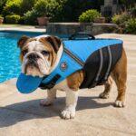 chinup english bulldog swimming vest