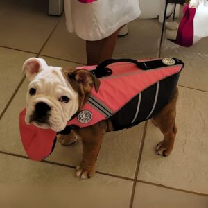 chinup english bulldog swimming vest