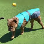 english bulldog heatstroke vest