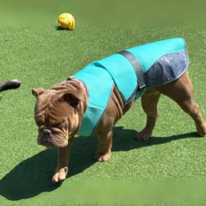english bulldog heatstroke vest
