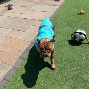 english bulldog heatstroke vest