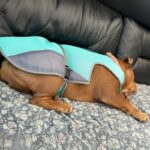 english bulldog heatstroke vest