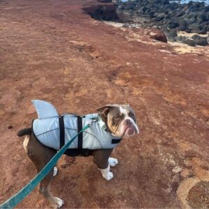 sharkie english bulldog life jacket