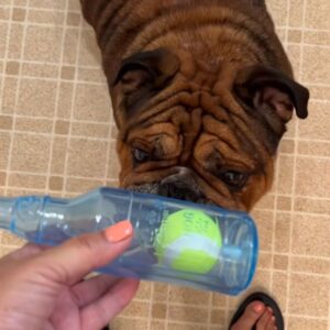 english bulldog chew bottle